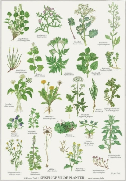 Spiselige planter
